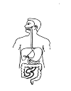 Simple drawing of digestive system. 